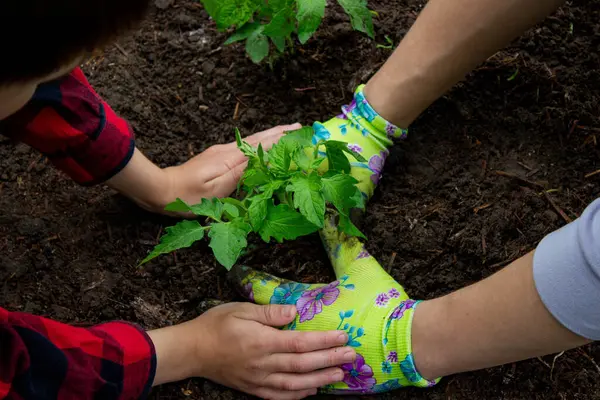 Çocuk annesiyle domates fideleri ekiyor. Seçici odak.