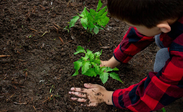 Boy planting tomato seedlings with his mother. Selective focus.