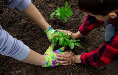 Çocuk annesiyle domates fideleri ekiyor. Seçici odak.