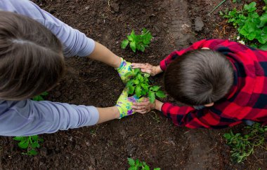 Çocuk annesiyle domates fideleri ekiyor. Seçici odak.