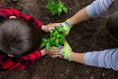 Çocuk annesiyle domates fideleri ekiyor. Seçici odak.