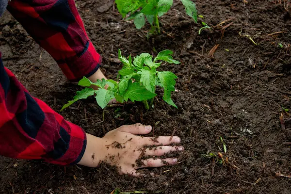 Çocuk annesiyle domates fideleri ekiyor. Seçici odak.