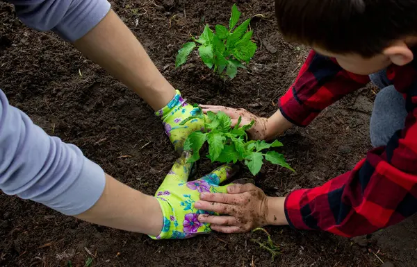 Çocuk annesiyle domates fideleri ekiyor. Seçici odak.