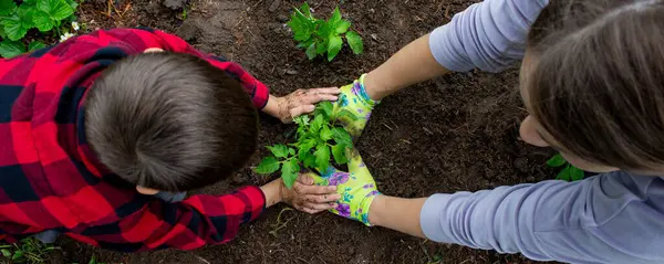 Çocuk annesiyle domates fideleri ekiyor. Seçici odak.