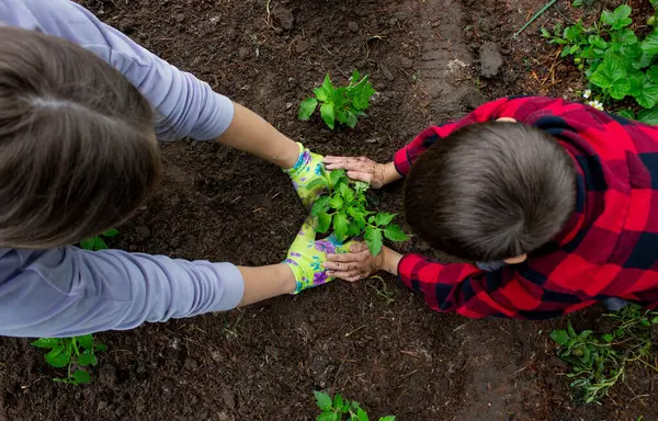 Çocuk annesiyle domates fideleri ekiyor. Seçici odak.