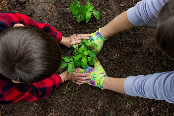 Çocuk annesiyle domates fideleri ekiyor. Seçici odak.