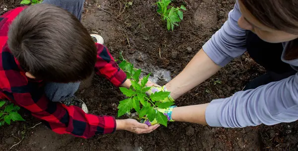 Çocuk annesiyle domates fideleri ekiyor. Seçici odak.