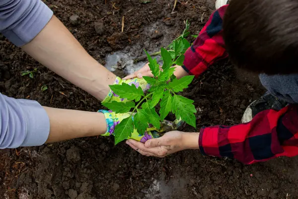 Çocuk annesiyle domates fideleri ekiyor. Seçici odak.