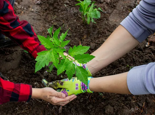 Çocuk annesiyle domates fideleri ekiyor. Seçici odak.