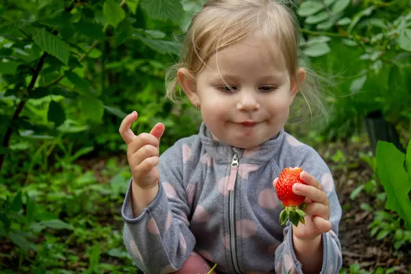 Küçük kız bahçede olgun çilek yiyor. Seçici odak.