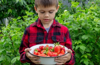 Bahçede taze çilek tutan çocuk. Seçici odak.