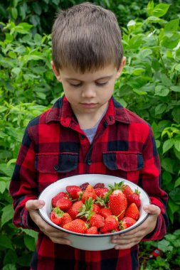 Bahçede taze çilek tutan çocuk. Seçici odak.