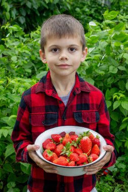 Bahçede taze çilek tutan çocuk. Seçici odak.