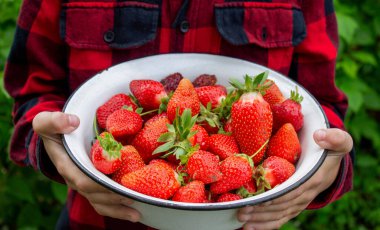 Bahçede taze çilek tutan çocuk. Seçici odak.