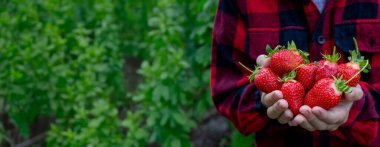 Bahçede taze çilek tutan çocuk. Seçici odak.