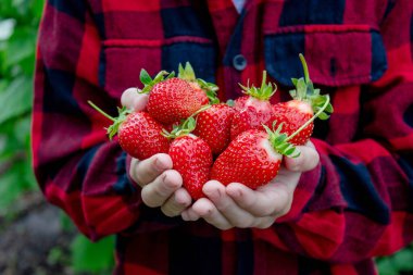 Bahçede taze çilek tutan çocuk. Seçici odak.