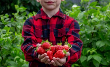 Bahçede taze çilek tutan çocuk. Seçici odak.