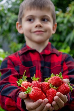 Bahçede taze çilek tutan çocuk. Seçici odak.