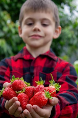 Bahçede taze çilek tutan çocuk. Seçici odak.