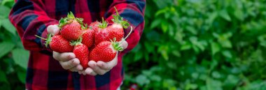 Bahçede taze çilek tutan çocuk. Seçici odak.