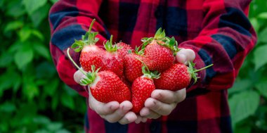 Bahçede taze çilek tutan çocuk. Seçici odak.