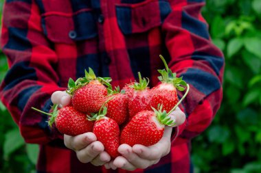 Bahçede taze çilek tutan çocuk. Seçici odak.