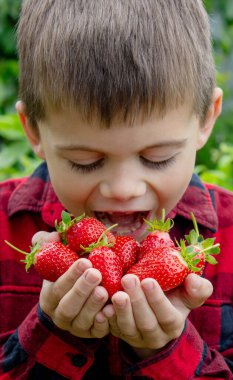 Bahçede taze çilek tutan çocuk. Seçici odak.