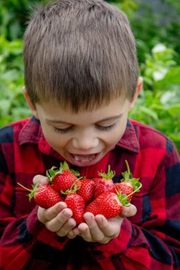 Bahçede taze çilek tutan çocuk. Seçici odak.