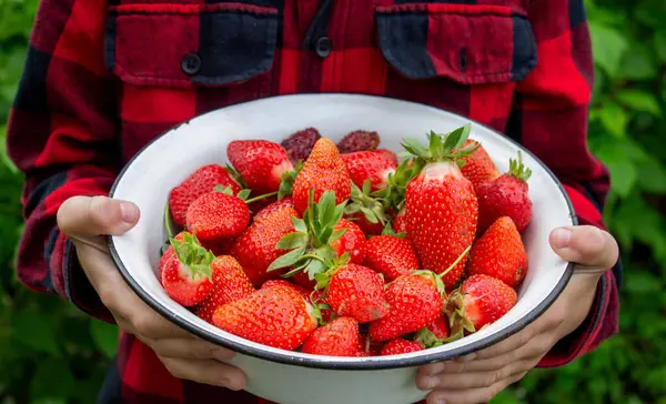 Bahçede taze çilek tutan çocuk. Seçici odak.