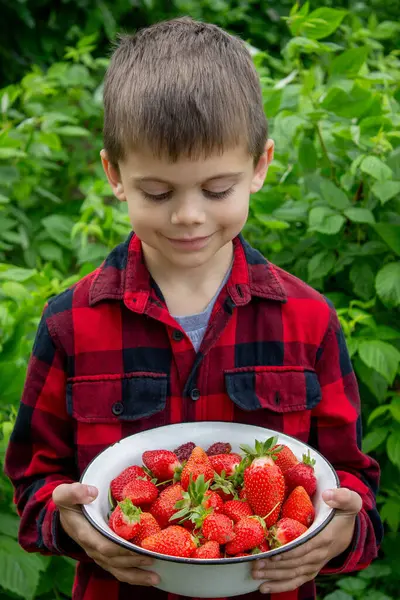 Bahçede taze çilek tutan çocuk. Seçici odak.