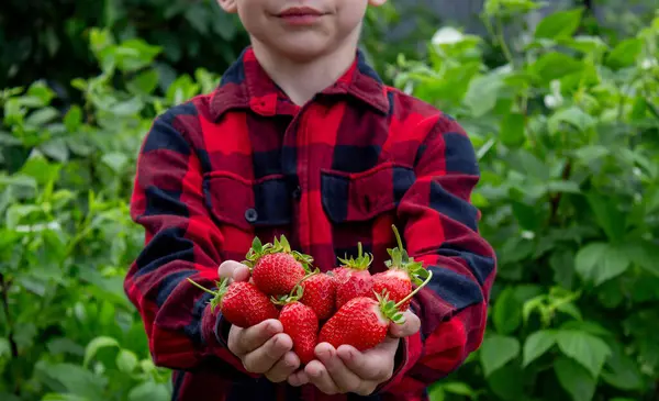 Bahçede taze çilek tutan çocuk. Seçici odak.