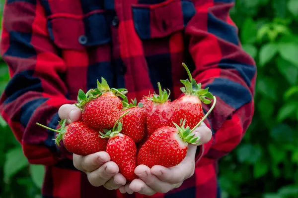 Bahçede taze çilek tutan çocuk. Seçici odak.