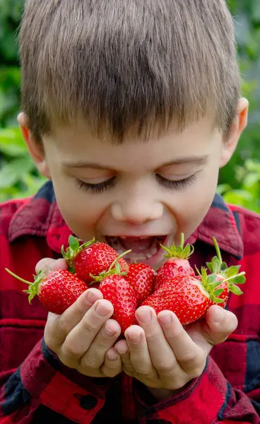 Bahçede taze çilek tutan çocuk. Seçici odak.