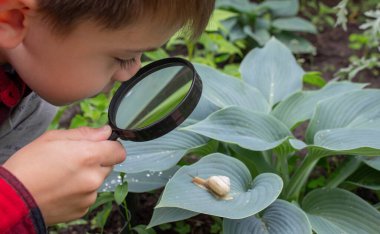 Çocuk büyüteçten salyangoza bakıyor, araştırmacı. Seçici odak.