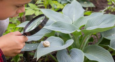 Çocuk büyüteçten salyangoza bakıyor, araştırmacı. Seçici odak.