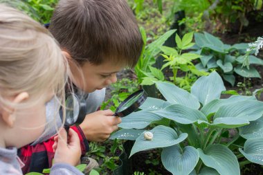 Kız büyüteçten salyangoza bakıyor, araştırmacı. Seçici odak.