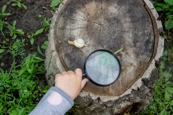 Kız büyüteçten salyangoza bakıyor, araştırmacı. Seçici odak.