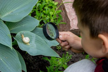 Çocuk büyüteçten salyangoza bakıyor, araştırmacı. Seçici odak.