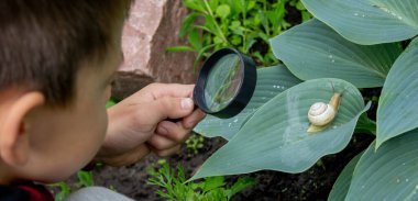 Çocuk büyüteçten salyangoza bakıyor, araştırmacı. Seçici odak.