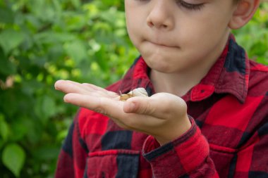 Çocuk büyüteçten salyangoza bakıyor, araştırmacı. Seçici odak.