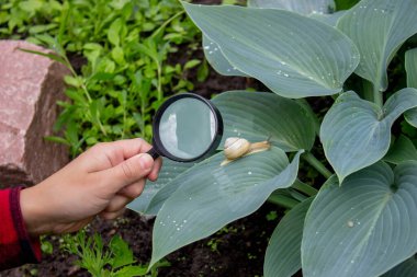 Çocuk büyüteçten salyangoza bakıyor, araştırmacı. Seçici odak.