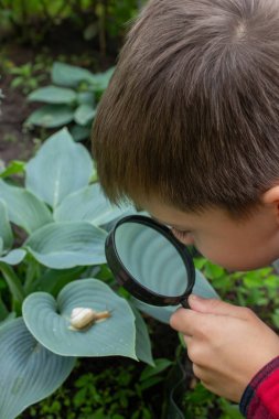 Çocuk büyüteçten salyangoza bakıyor, araştırmacı. Seçici odak.