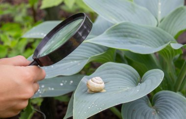Çocuk büyüteçten salyangoza bakıyor, araştırmacı. Seçici odak.
