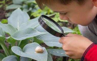 Çocuk büyüteçten salyangoza bakıyor, araştırmacı. Seçici odak.
