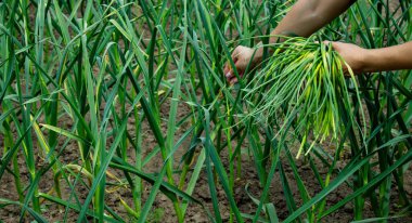 Bir kadın sarımsak okları toplar ve onları elinde tutar..