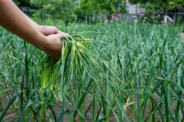 Bir kadın sarımsak okları toplar ve onları elinde tutar..