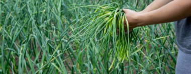 Bir kadın sarımsak okları toplar ve onları elinde tutar..