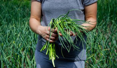 Bir kadın sarımsak okları toplar ve onları elinde tutar..