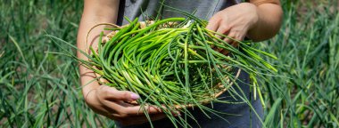 Bir kadın sarımsak okları toplar ve onları elinde tutar..