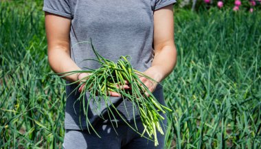Bir kadın sarımsak okları toplar ve onları elinde tutar..